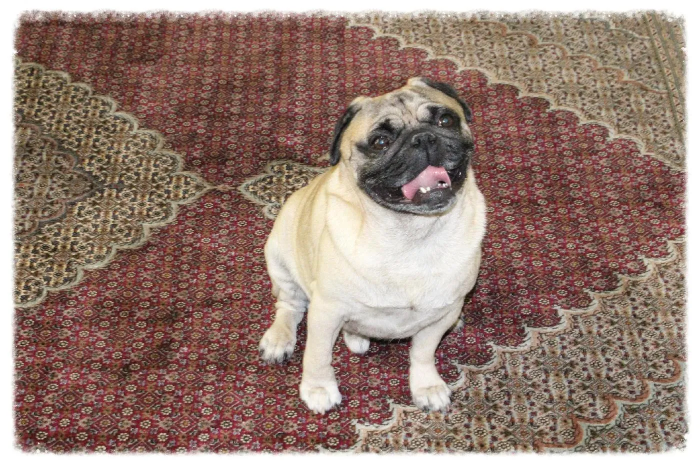 Pug sentado sobre un tapete persa recién lavado en la planta
