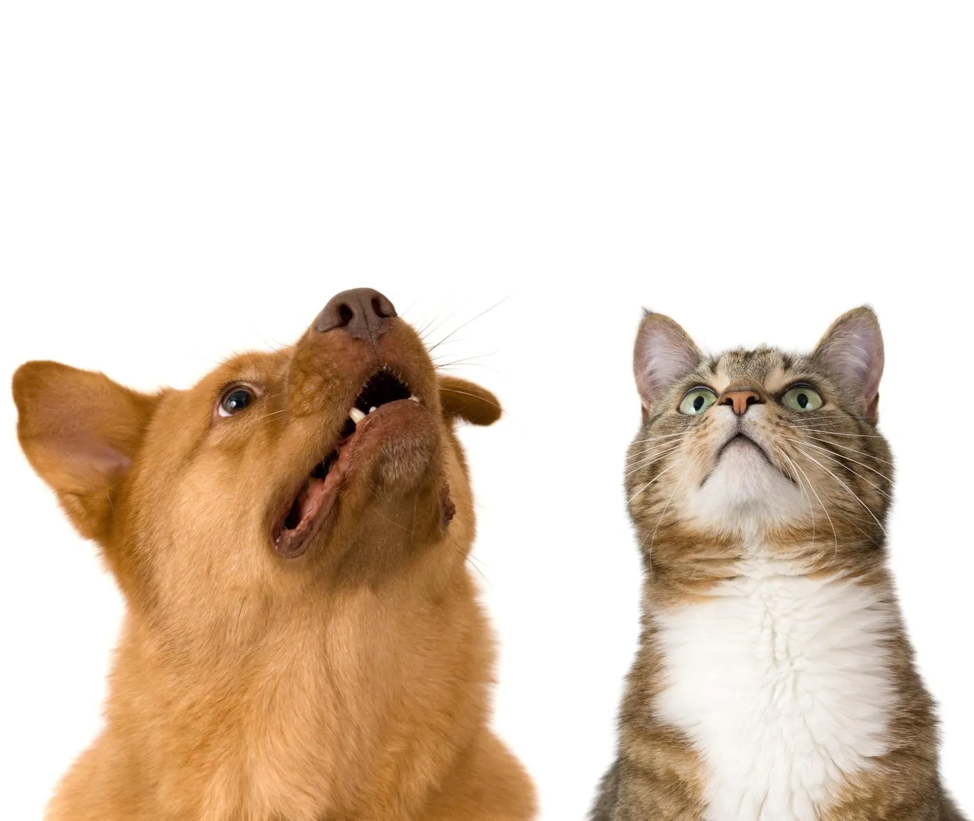 Perro y gato juntos sobre una alfombra